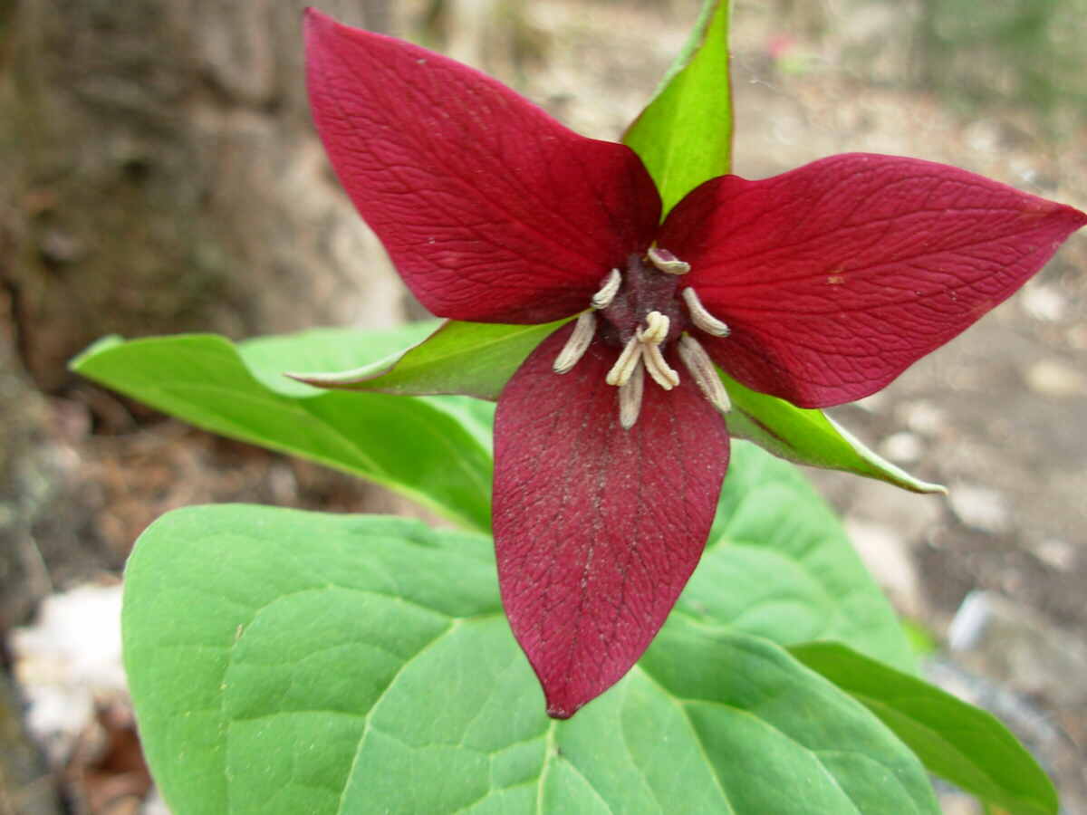Trillium Erectum